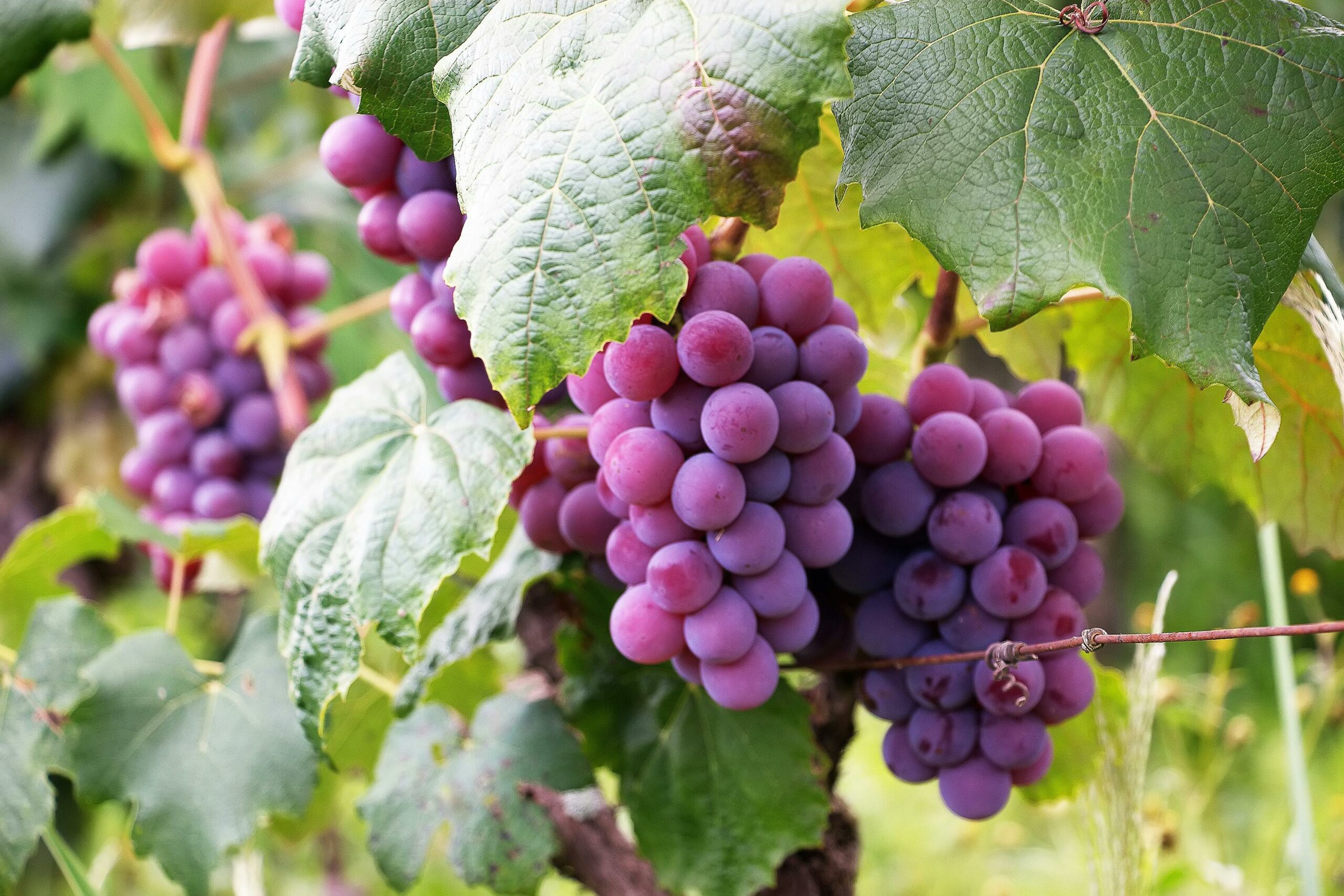 image-vigne